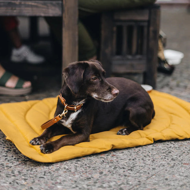 Tapis de voyage pour chien avec chien assis dessus