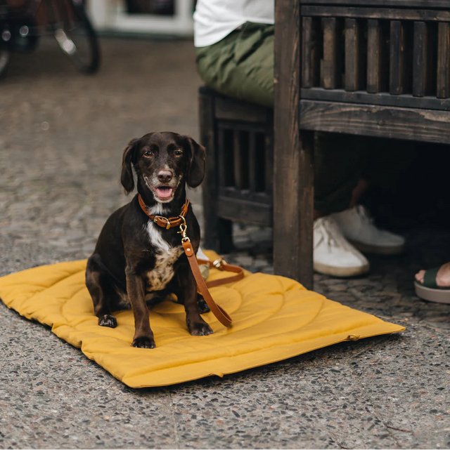 Mise en scène du tapis de voyage pour chien avec chien posé dessus