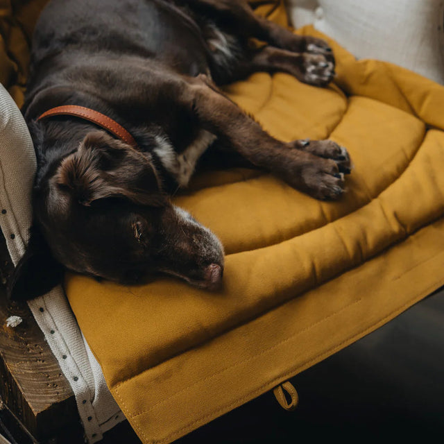 Tapis de voyage pour chien posé sur un fauteuil avec avec chien couché dessus