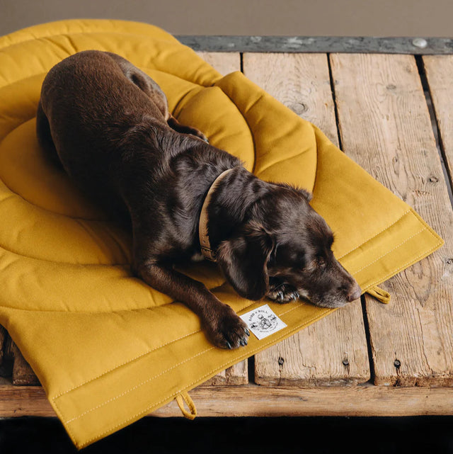 Tapis de voyage pour chien avec chien posé dessus